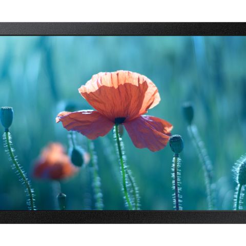 Samsung QB13C 33 cm (13") LCD Wifi 500 cd/m² Full HD Noir 16/7